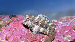 + Lawnmower Blenny