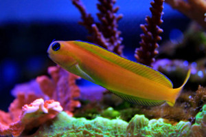 + Midas Blenny: Golden