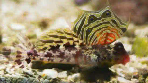 + Scooter Blenny