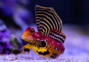 + Ruby Red Dragonette Blenny