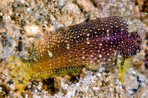 + Starry Blenny
