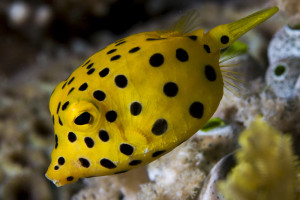 + Yellow Cubicus