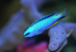 + Alleni Damsel