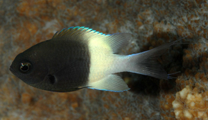 + Bicolor Chromis