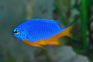 + Kupang Damsel