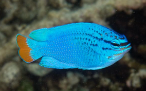 + Orange Tail Damsel