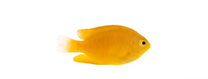 + Lemon Damsel