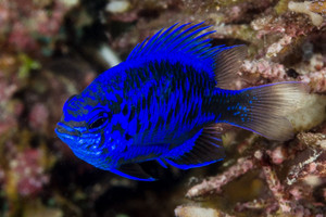 + Springeri Damsel