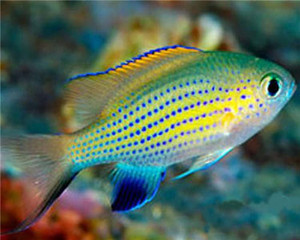 + Vanderbilt Chromis