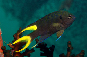 + Lyretail Damselfish