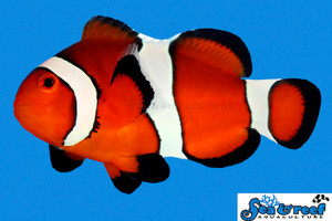 + Ocellaris Clownfish