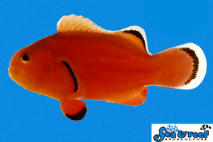 + Naked Clownfish