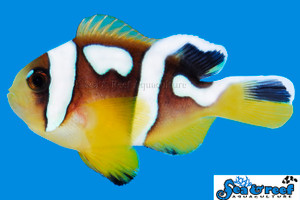 + Spotcinctus Clownfish