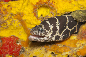 + Chainlink Moray Eel