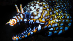 + Dragon Eel: Male