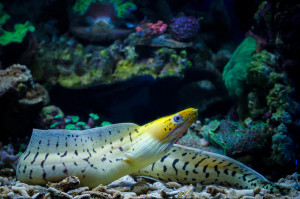 + Yellow Head Moray Eel