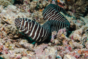 + Zebra Moray Eel