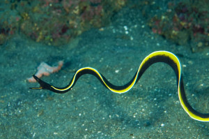 + Black Ribbon Eel