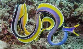 + Blue Ribbon Eel