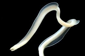 + White Ribbon Eel