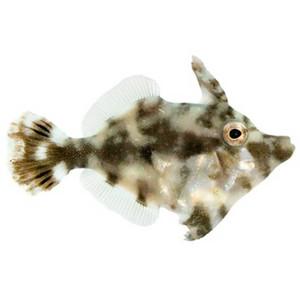 + ORA Aiptasia Eating Filefish: Captive Bred