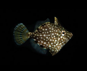 + ORA Pygmy Filefish: Captive Bred