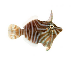 + ORA Radial Filefish: Captive Bred