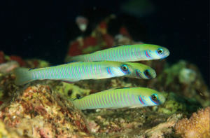 + Zebra Barred Goby