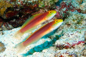 + Bella Goby