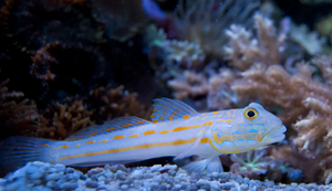+ Diamond Goby