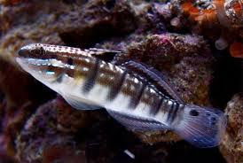 + Sleeper Banded Bullet Goby