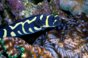 + Engineer Goby