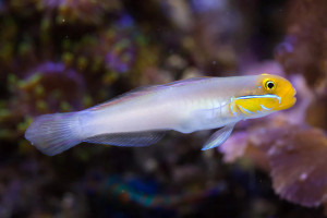 + Golden Head Goby