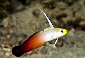 + Firefish Goby
