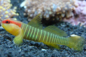 + Green Banded Goby