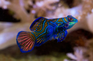 + Green Mandarin Dragonet: Female
