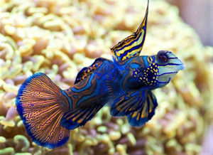 + Green Mandarin Goby: Male