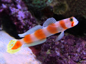 + Orange Banded Prawn Goby