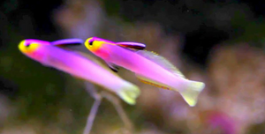 + Helfrich's Firefish