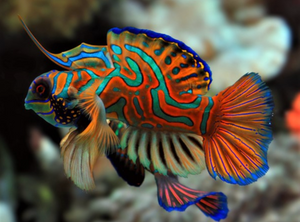 + Red Mandarin Goby