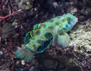 + Yellow (Target) Mandarin Goby