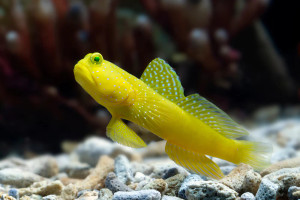 + Yellow Watchman Shrimp Goby