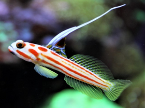 + Yasha Shrimp Goby