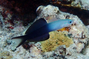 + Scissortail Dartfish Goby
