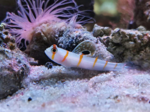 + Randall's Goby