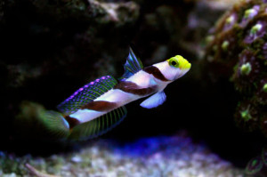 + Yellow Rose (Antenna) Goby