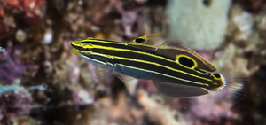 + Hector's Goby