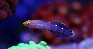 + Rainfordi Goby