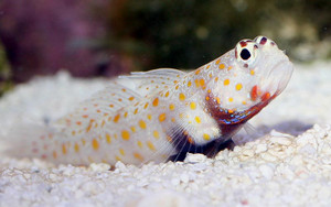 + Orangespot Prawn Goby