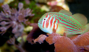 + Green Clown Goby